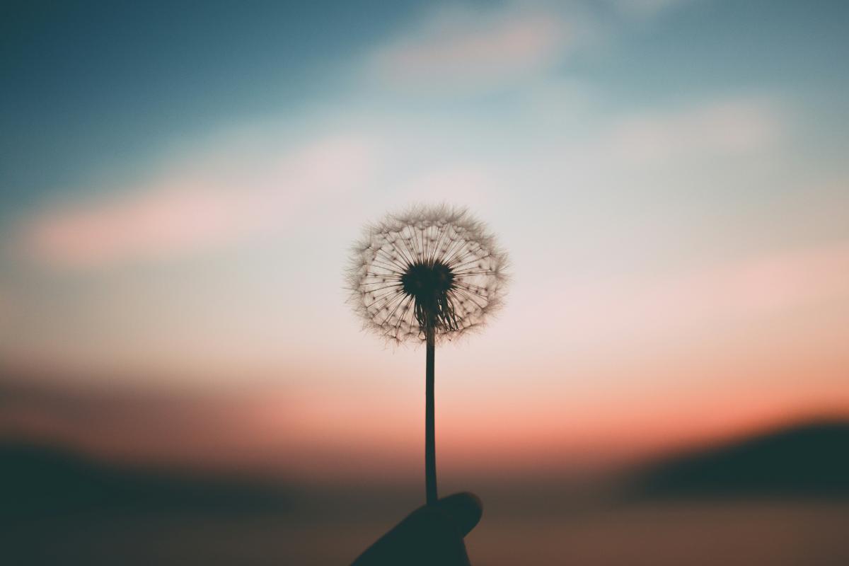 Un diente de león sostenido a contraluz frente a un atardecer